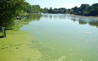 Des cyanobactéries dans la Moine